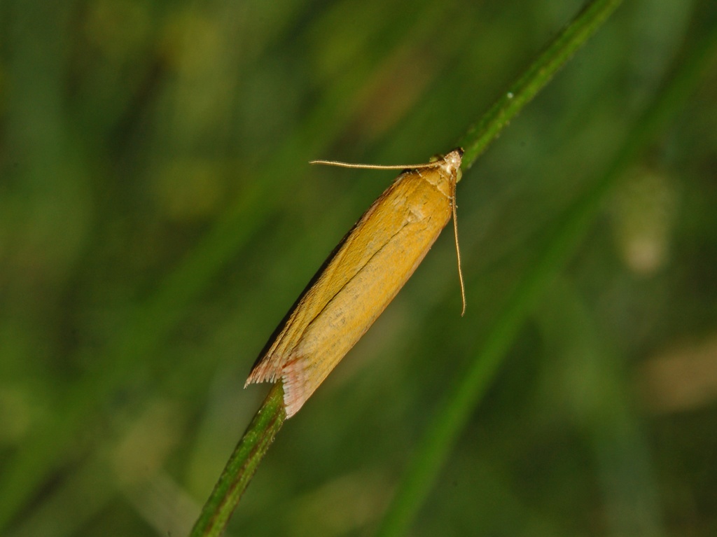 Alcuni Microlepidotteri da determinare